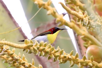 Handsome Sunbird PICOP(PHILIPPINE) Tue, 3/20/2018