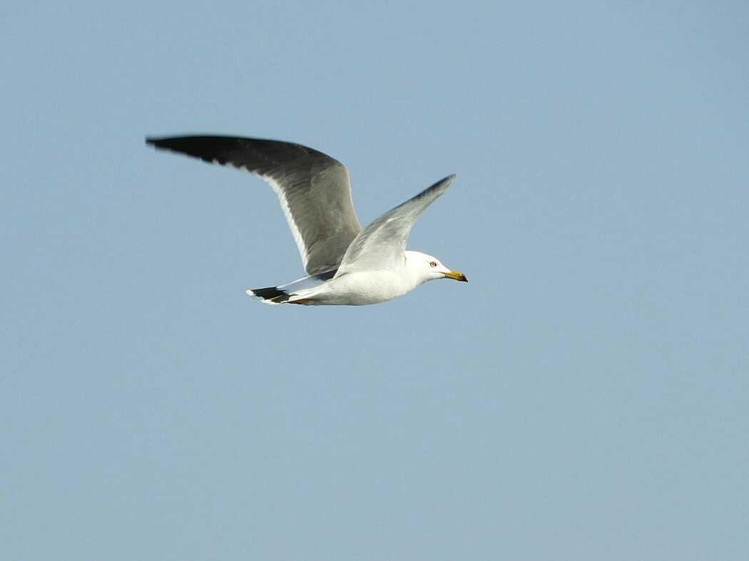 Black-tailed Gull