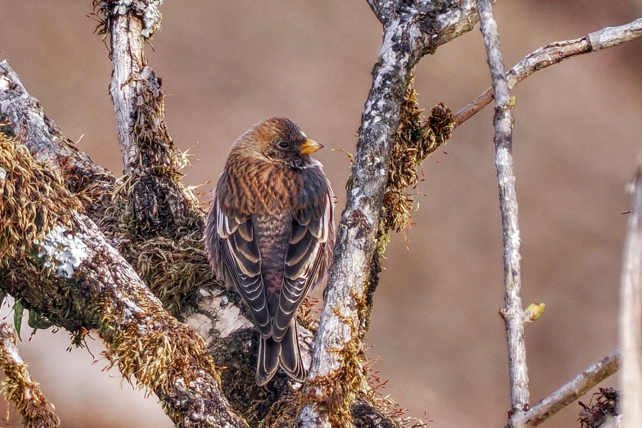 Asian Rosy Finch