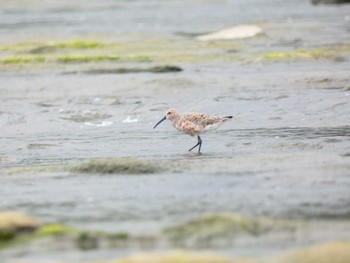 サルハマシギ 多摩川二ヶ領宿河原堰 2022年5月21日(土)