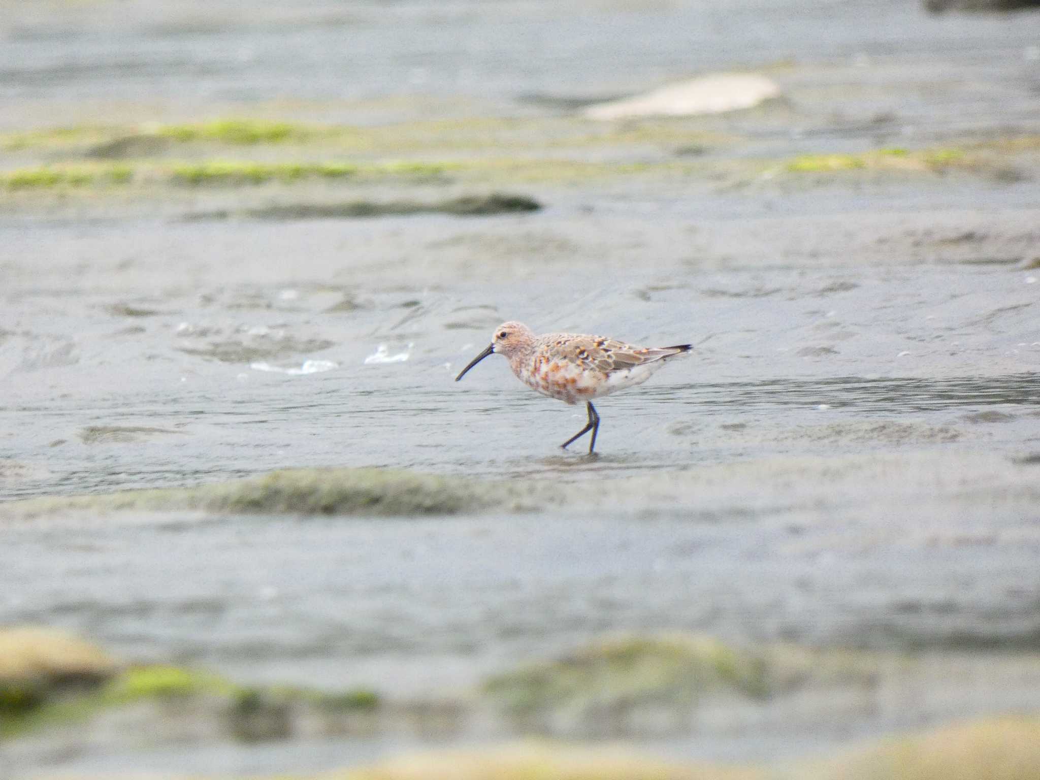 Photo of Curlew Sandpiper at 多摩川二ヶ領宿河原堰 by キビタキ好き