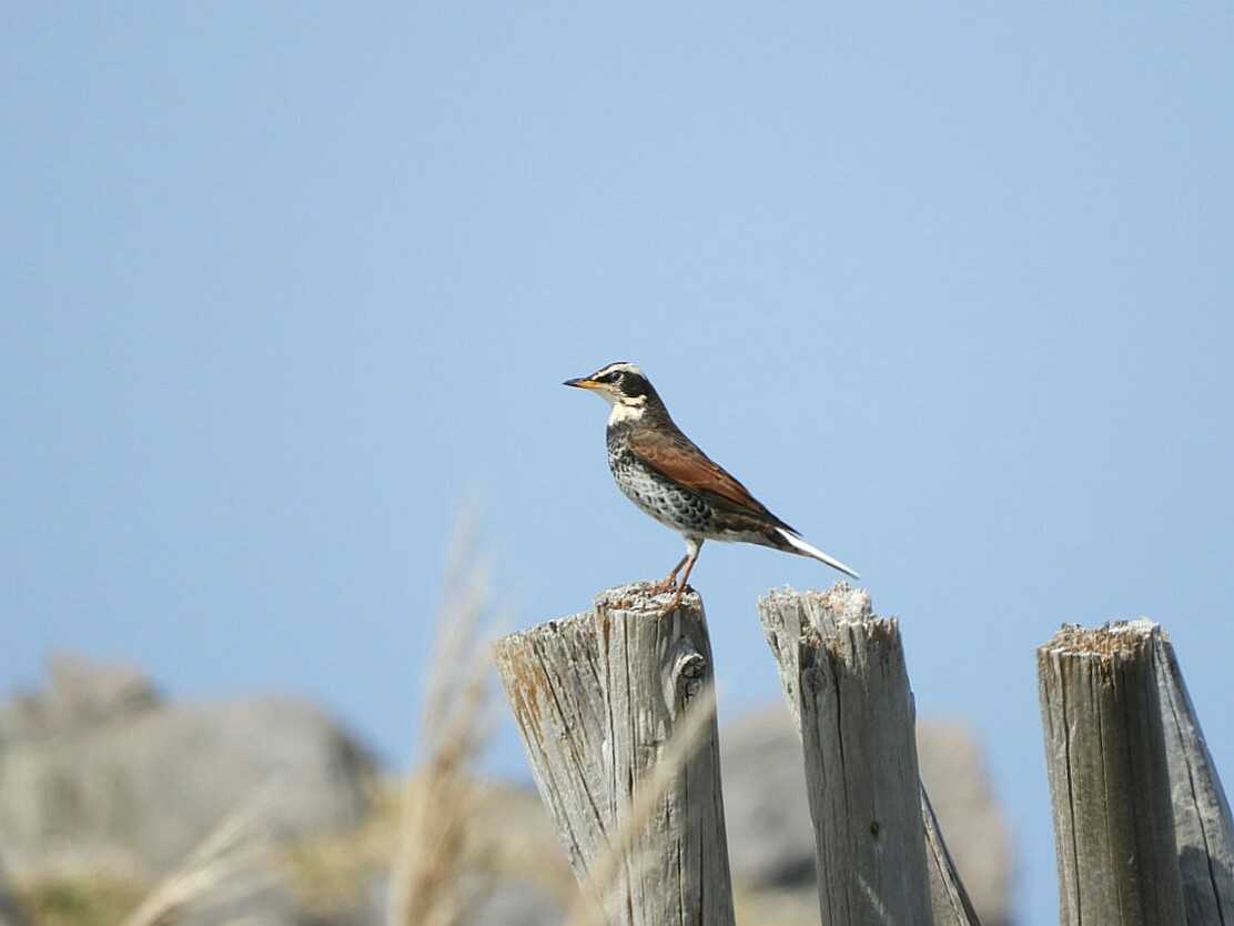 Dusky Thrush