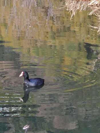 Tue, 1/10/2023 Birding report at 麻機遊水地