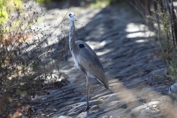 Grey Heron Akashi Park Sun, 11/27/2022