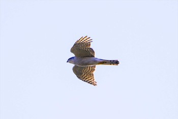 Eurasian Sparrowhawk 厚木七沢森林公園 Tue, 1/10/2023