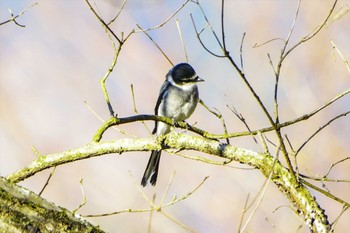 リュウキュウサンショウクイ 厚木七沢森林公園 2023年1月10日(火)