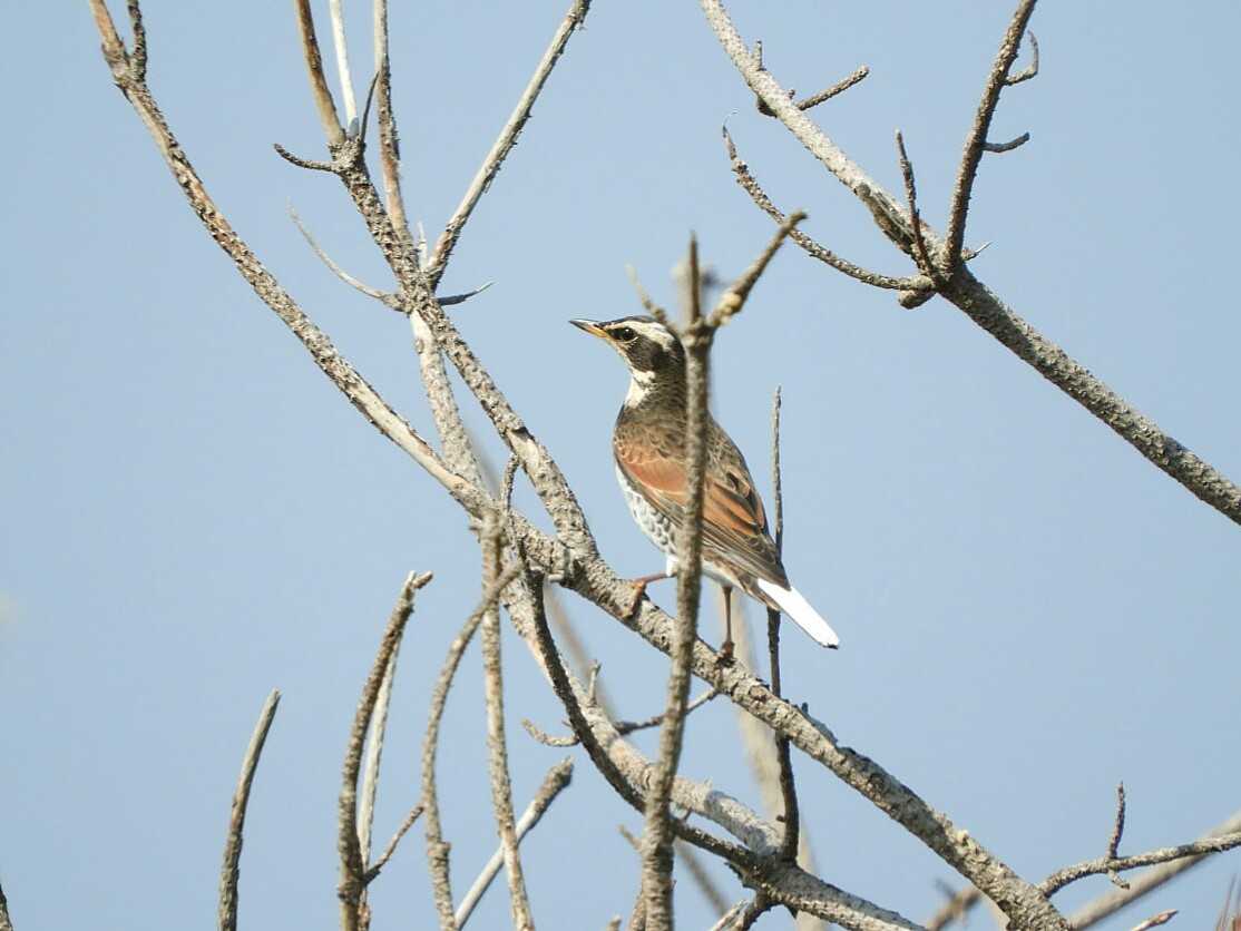 Dusky Thrush