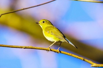 ルリビタキ 厚木七沢森林公園 2023年1月10日(火)