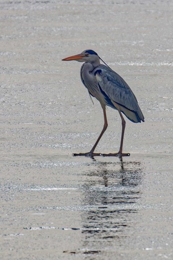 Grey Heron Izunuma Mon, 1/9/2023