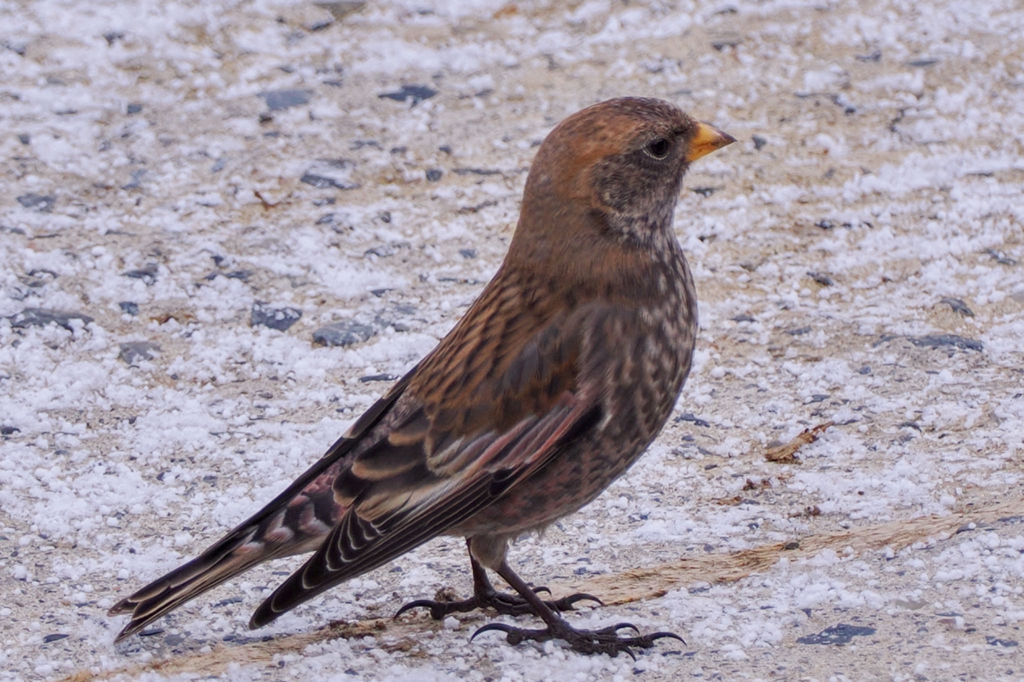 Asian Rosy Finch