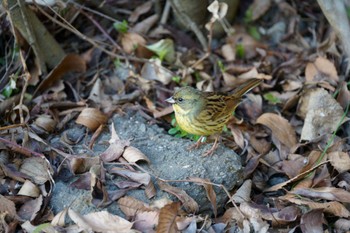 アオジ 泉の森公園 2023年1月5日(木)