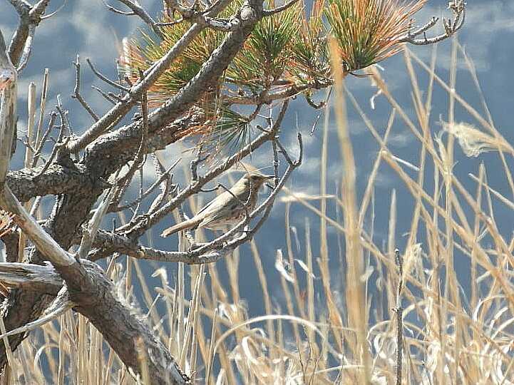 Naumann's Thrush