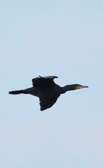 Great Cormorant 多摩川 Sat, 12/31/2022