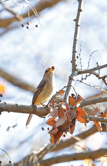 Daurian Redstart 狭山丘陵 Tue, 12/20/2022