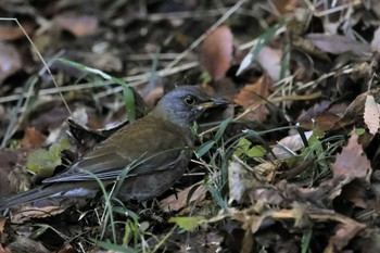 Pale Thrush 東京都立桜ヶ丘公園(聖蹟桜ヶ丘) Wed, 1/4/2023