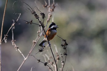 Varied Tit 狭山丘陵 Mon, 1/2/2023