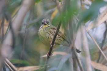 Masked Bunting 狭山丘陵 Mon, 1/2/2023