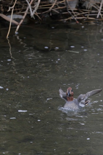 Eurasian Teal 聖蹟桜ヶ丘 Wed, 1/4/2023