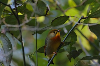 Red-billed Leiothrix 羽村市 Thu, 1/5/2023