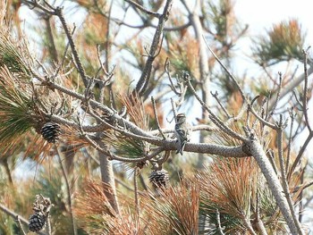 2018年3月27日(火) 舳倉島の野鳥観察記録