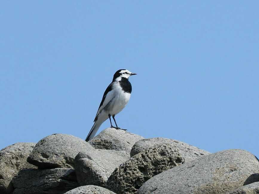 Photo of White Wagtail at Hegura Island by Yuki86