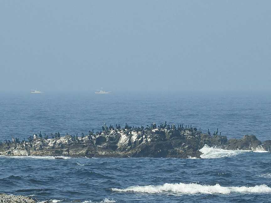 Photo of Pelagic Cormorant at Hegura Island by Yuki86