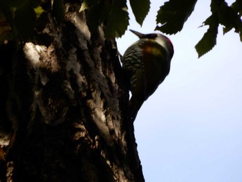 2022年11月17日(木) 都筑中央公園の野鳥観察記録