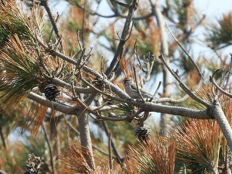 Common Redpoll