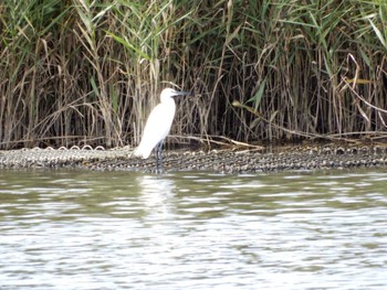 2022年10月15日(土) 新横浜公園の野鳥観察記録