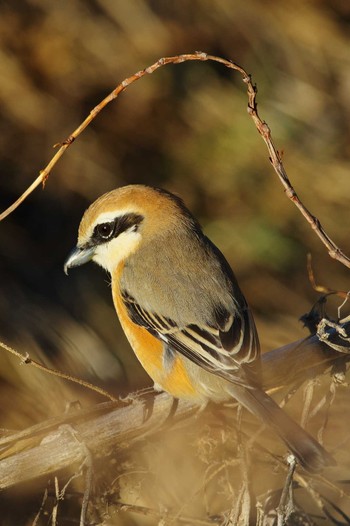 Bull-headed Shrike Nogawa Tue, 1/10/2023