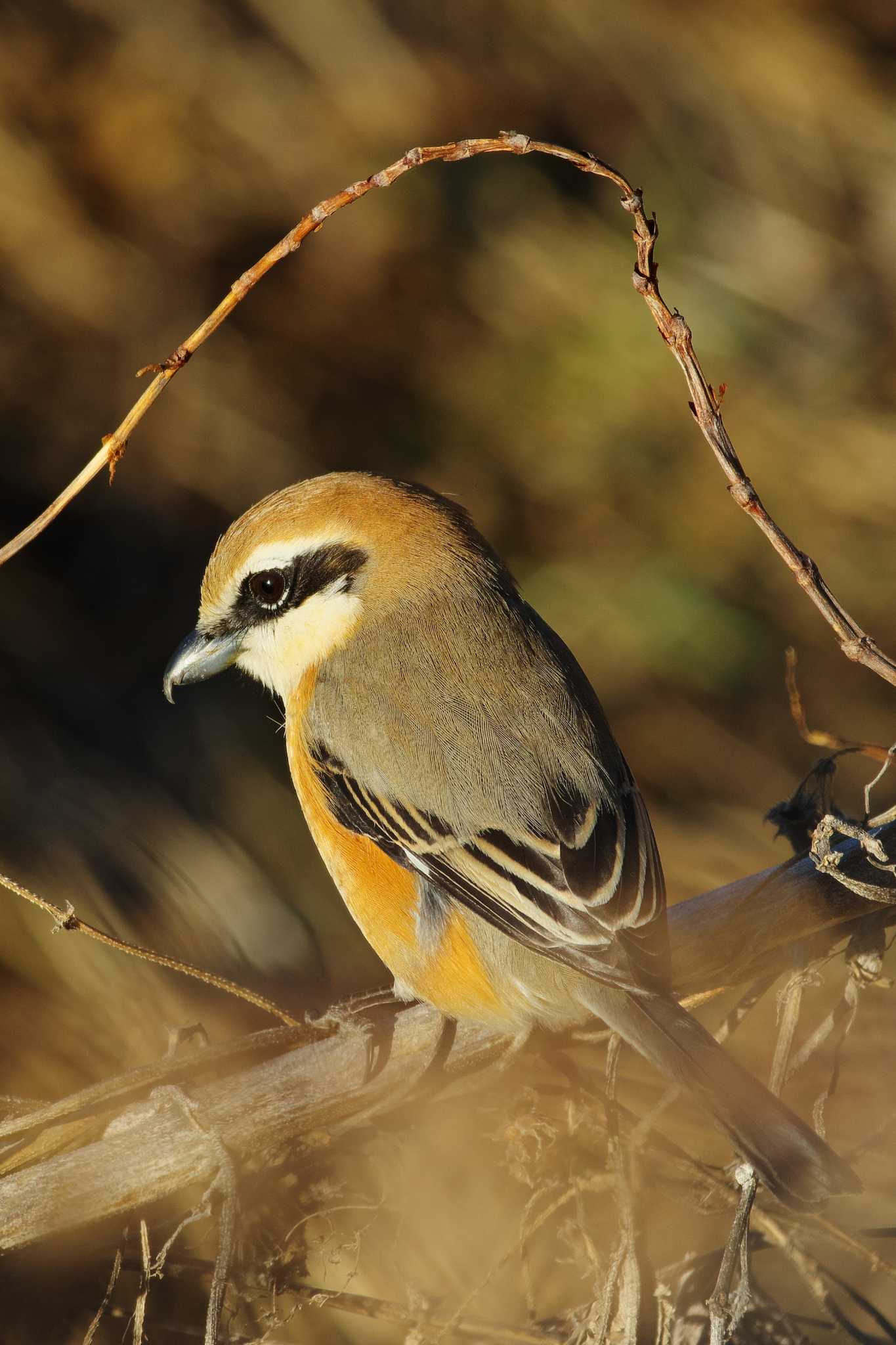 Photo of Bull-headed Shrike at Nogawa by tmyk