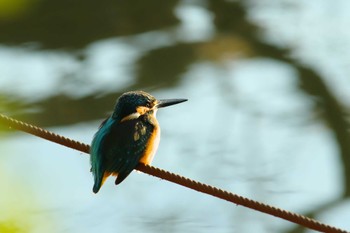 カワセミ 善福寺公園 2023年1月9日(月)