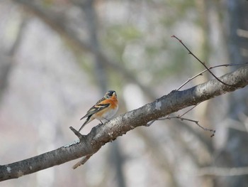 Brambling 長野市 Wed, 3/28/2018