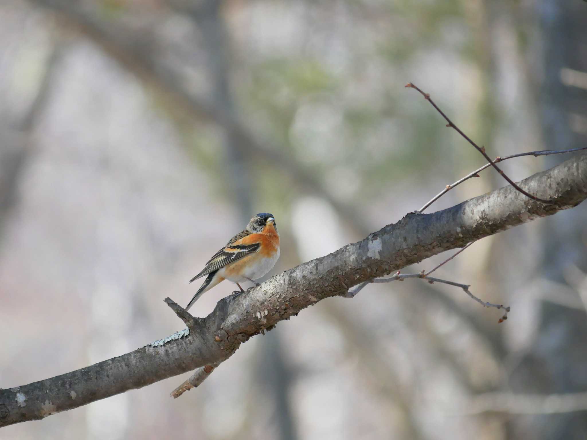 Photo of Brambling at 長野市 by toriharu