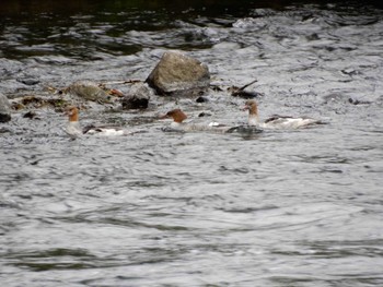 2022年11月1日(火) 酒匂川の野鳥観察記録