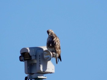 2022年12月26日(月) 新横浜公園の野鳥観察記録