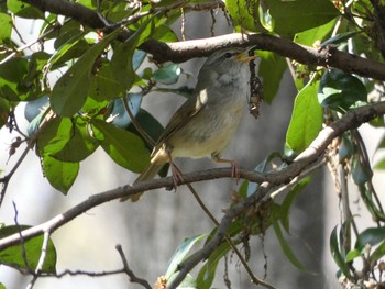 ウグイス 長居公園植物園 2018年3月29日(木)