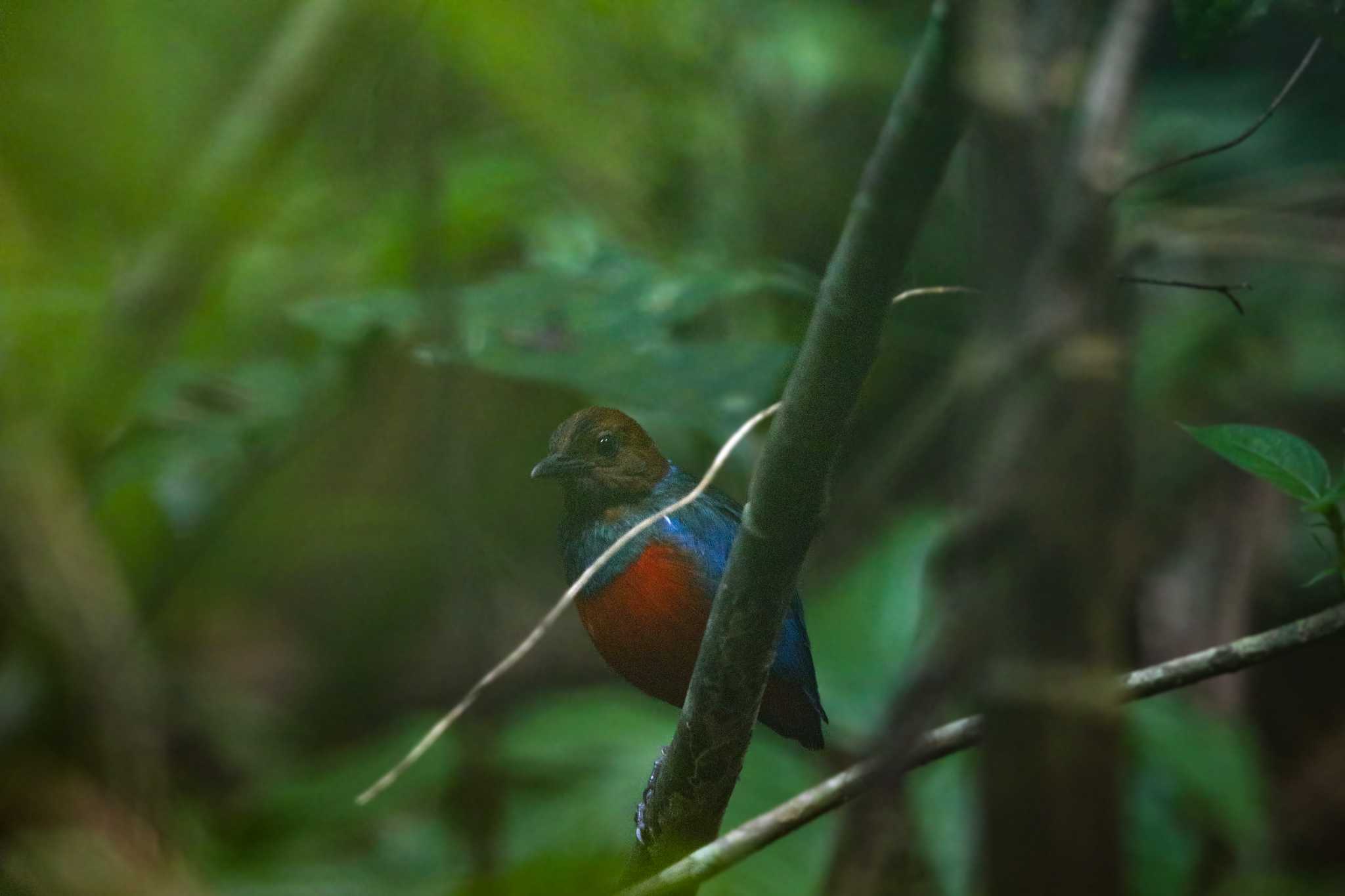 アカハラヤイロチョウ