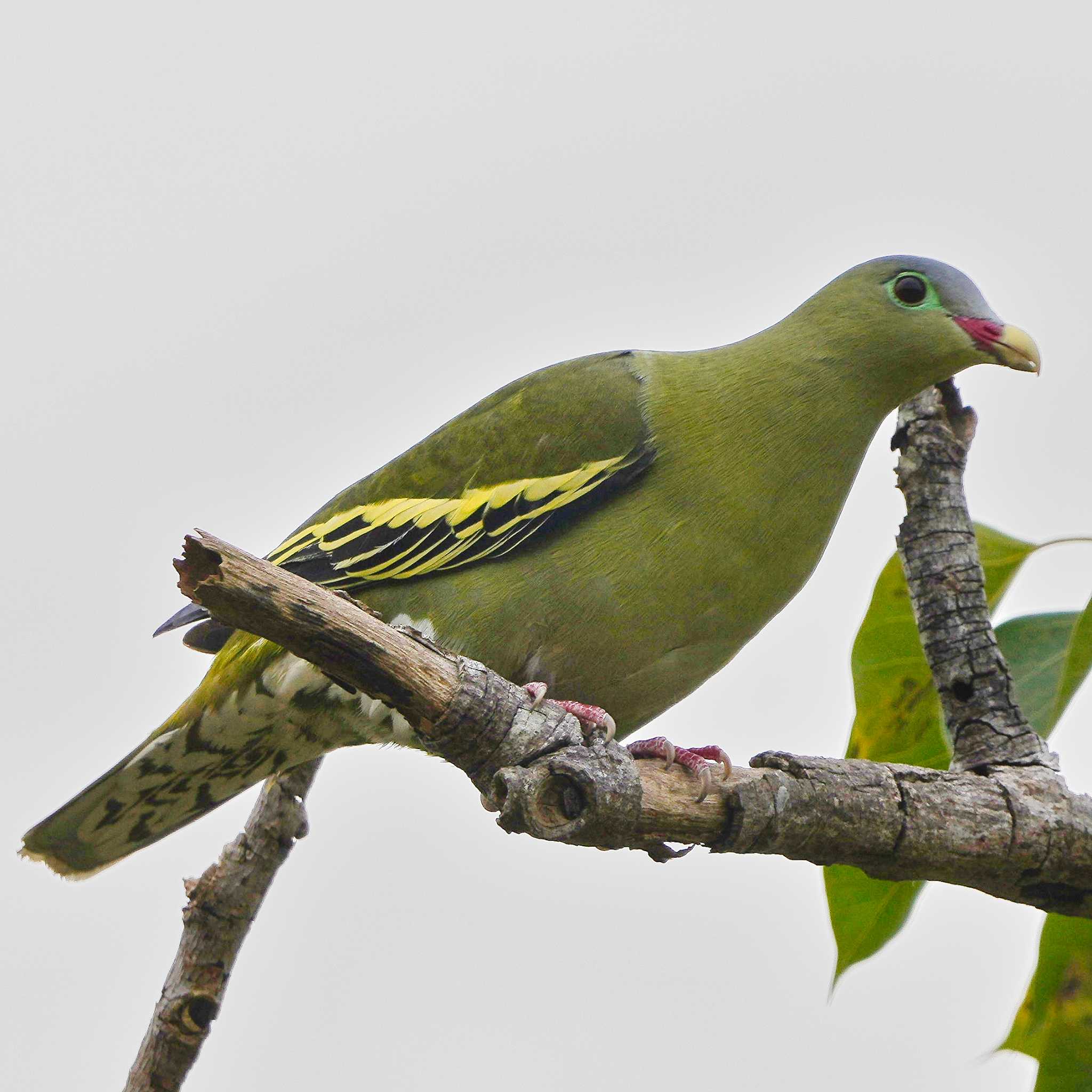 Khao Chi Hon No Hunting Wildlife Area ハシブトアオバトの写真 by span265