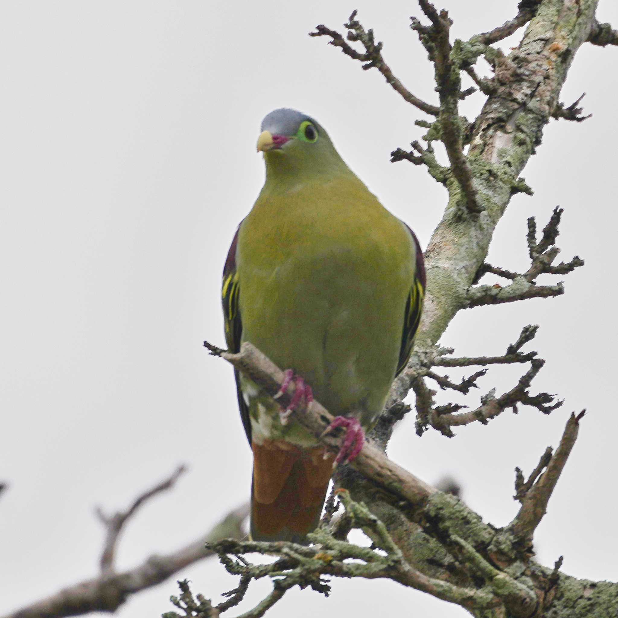 Khao Chi Hon No Hunting Wildlife Area ハシブトアオバトの写真 by span265