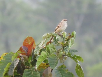 Striated Grassbird