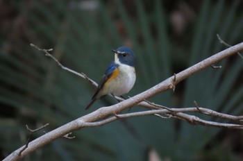 2023年1月10日(火) 狭山湖の野鳥観察記録