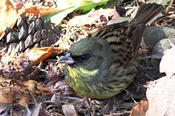 2023年1月10日(火) 昭和記念公園の野鳥観察記録