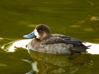 2022年12月10日(土) 不忍池(上野恩賜公園)の野鳥観察記録