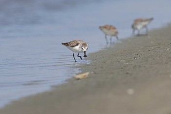 Spoon-billed Sandpiper Phechaburi Thailand Sat, 1/7/2023