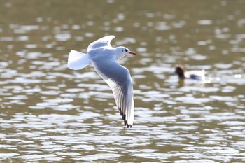 Black-headed Gull Akashi Park Sun, 11/27/2022