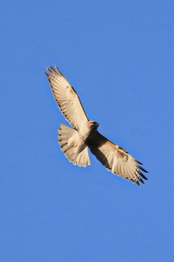 Eastern Buzzard 山口県下松市笠戸島 Tue, 1/10/2023