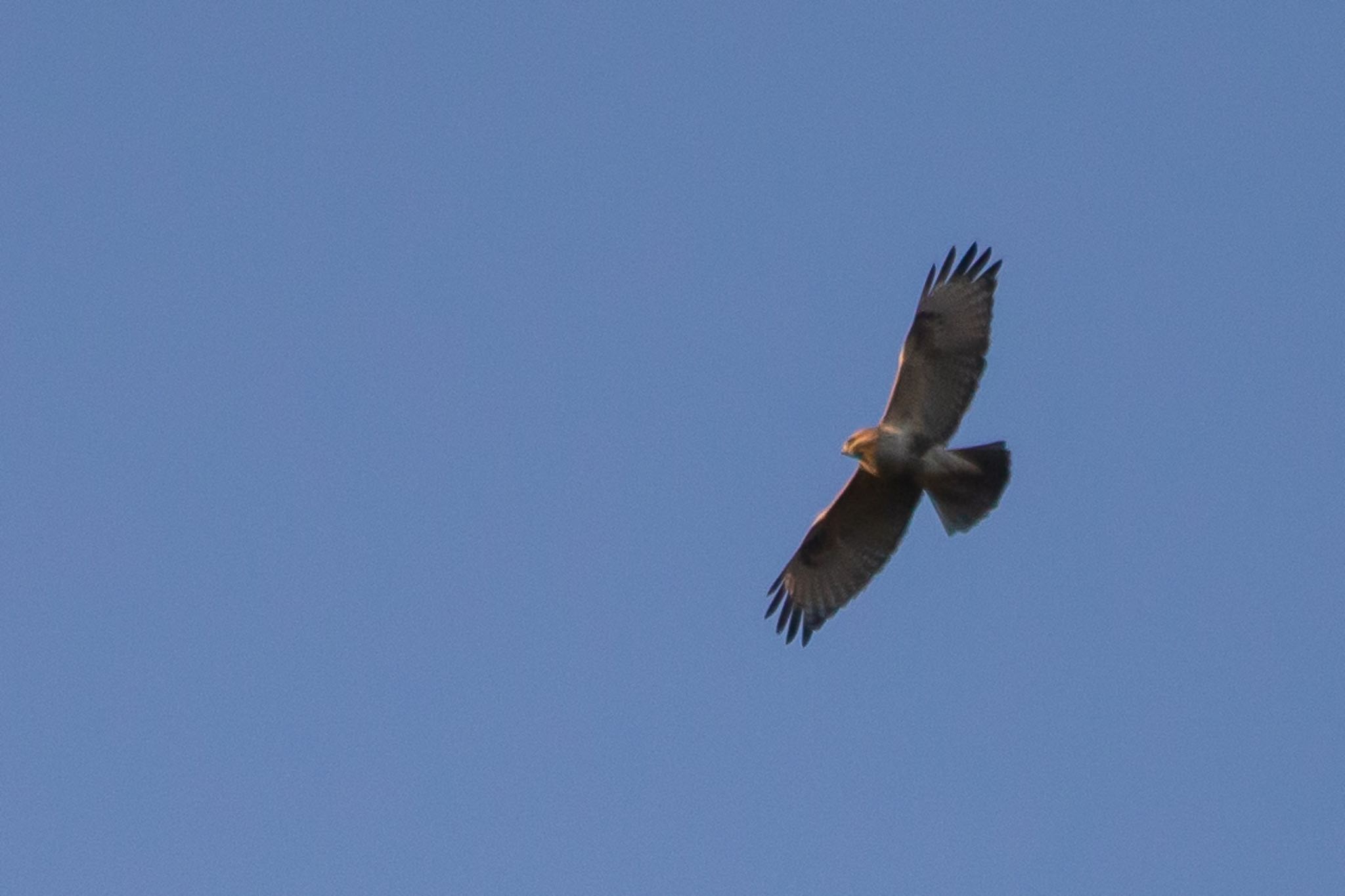 Photo of Eastern Buzzard at 山口県下松市笠戸島 by たけ隊長