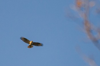 Eastern Buzzard 山口県下松市笠戸島 Tue, 1/10/2023