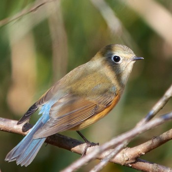 Red-flanked Bluetail 東京都立桜ヶ丘公園(聖蹟桜ヶ丘) Unknown Date